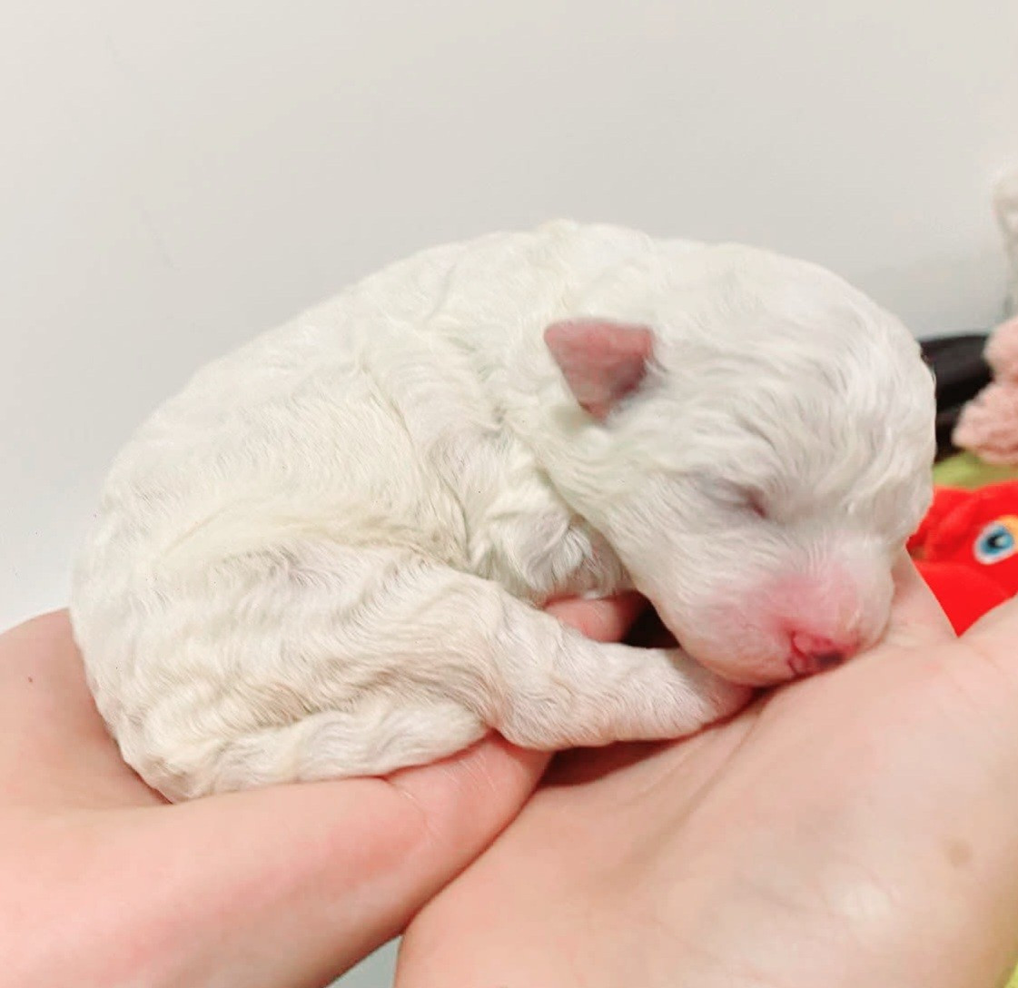 Les bébés sont nés !