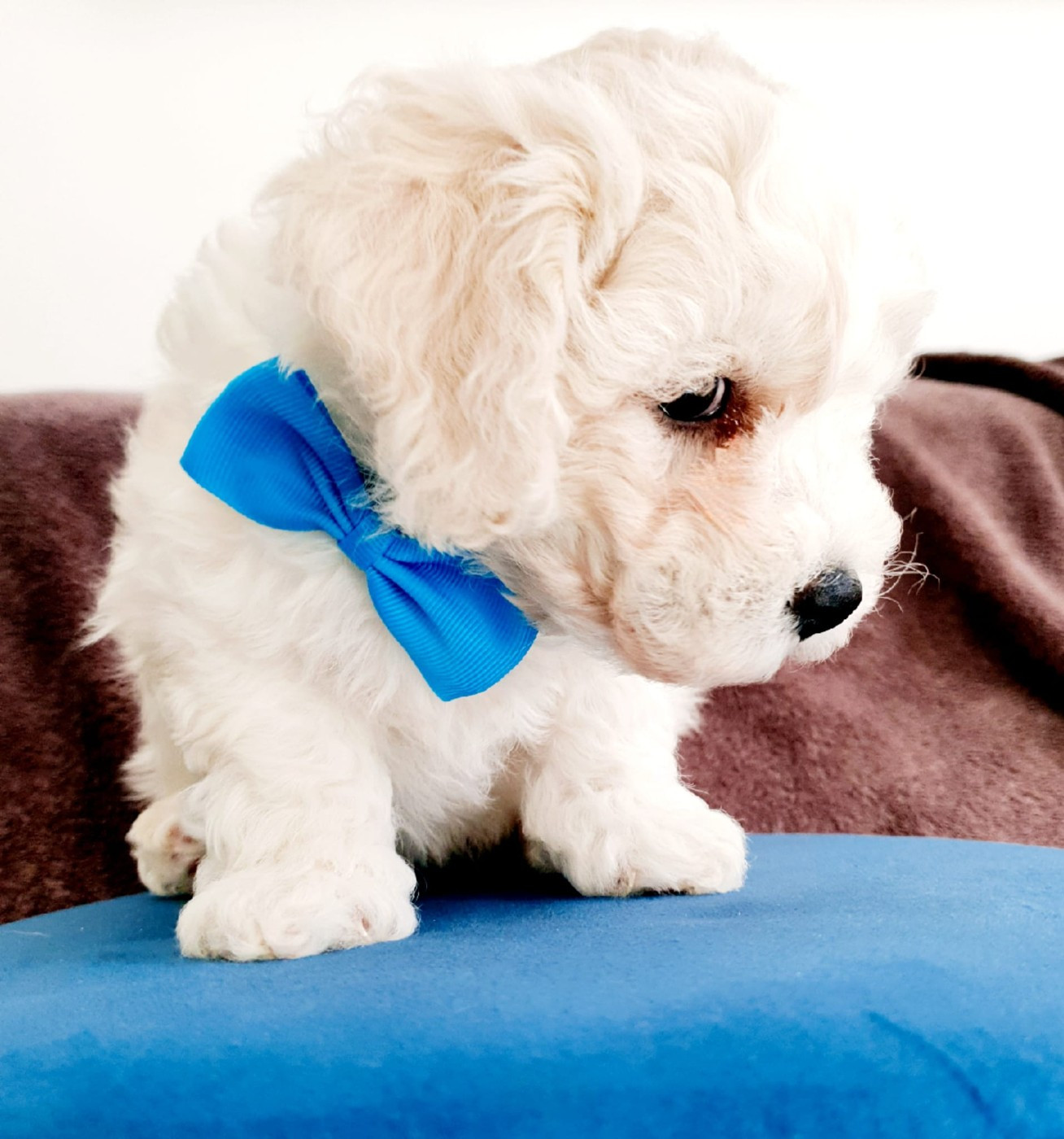 Les chiots nés chez nous