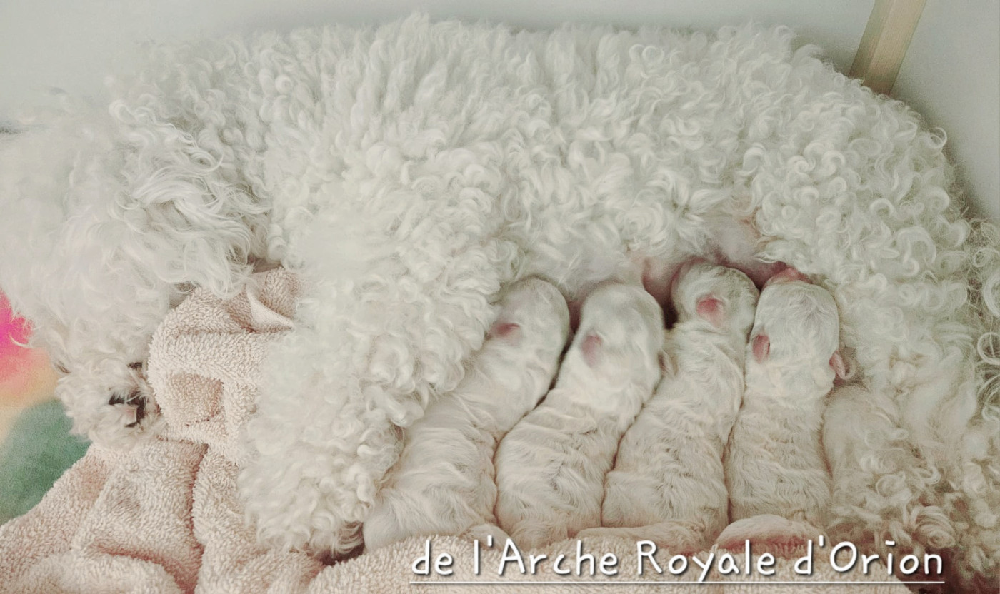 Chiot Bichon Frise De L'Arche Royale D'Orion