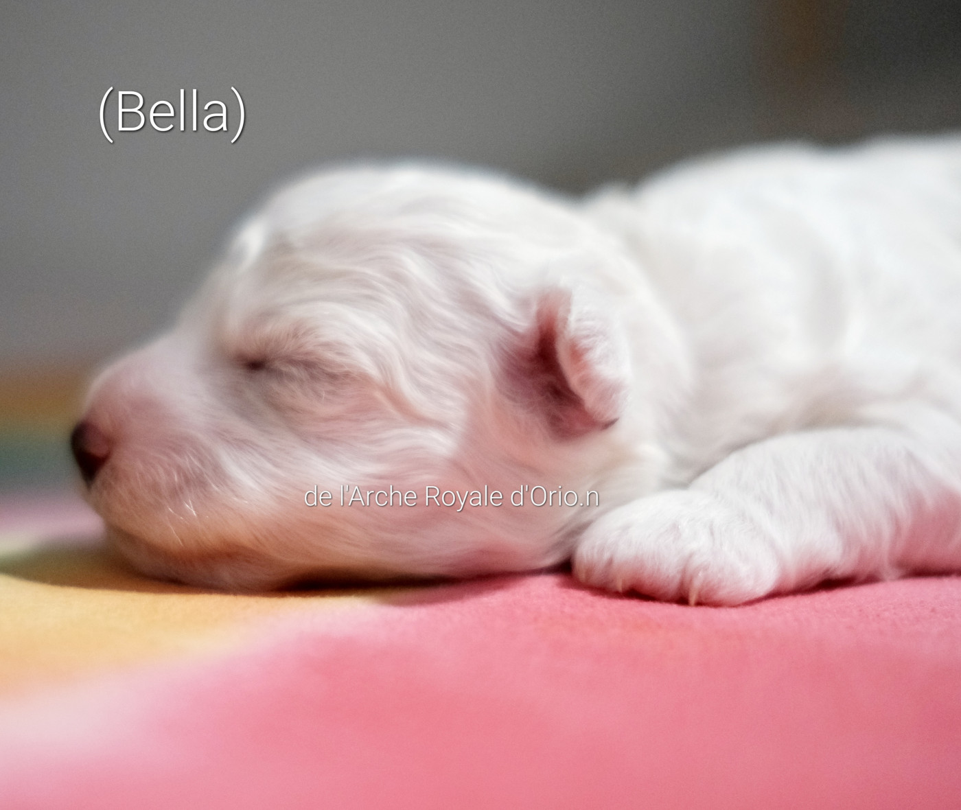 De L'Arche Royale D'Orion - Chiots disponibles - Bichon Frise