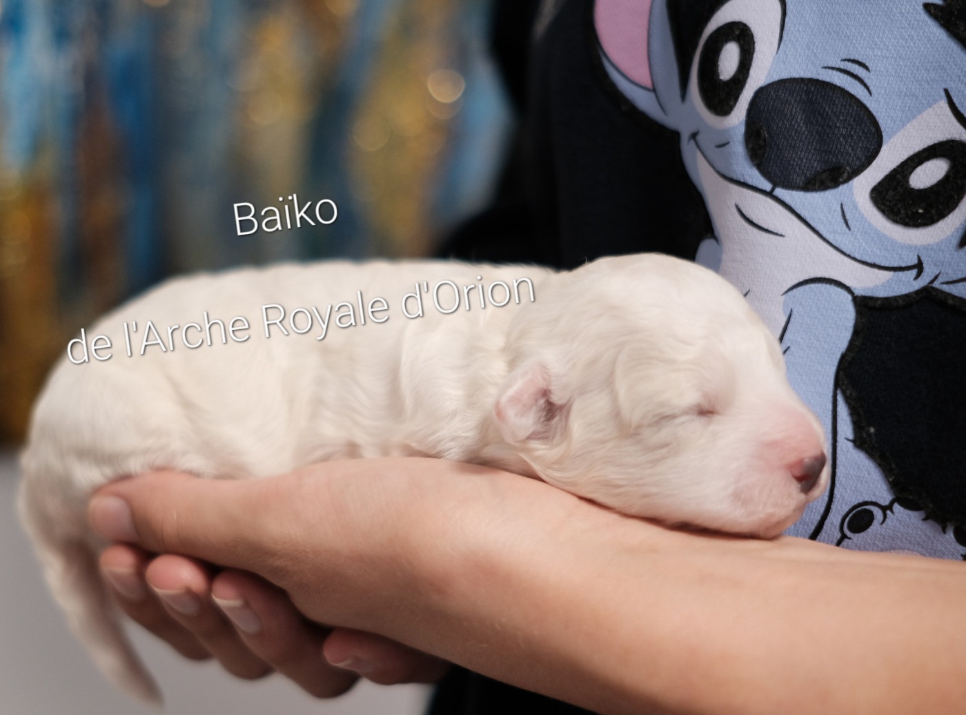 De L'Arche Royale D'Orion - Chiots disponibles - Bichon Frise