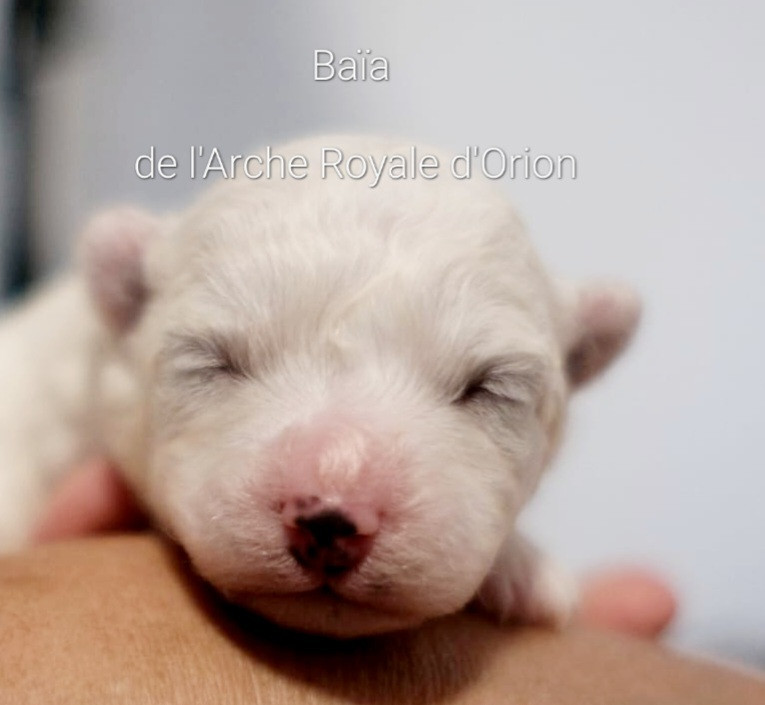 De L'Arche Royale D'Orion - Chiots disponibles - Bichon Frise