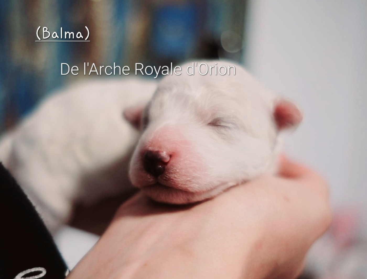 De L'Arche Royale D'Orion - Chiots disponibles - Bichon Frise