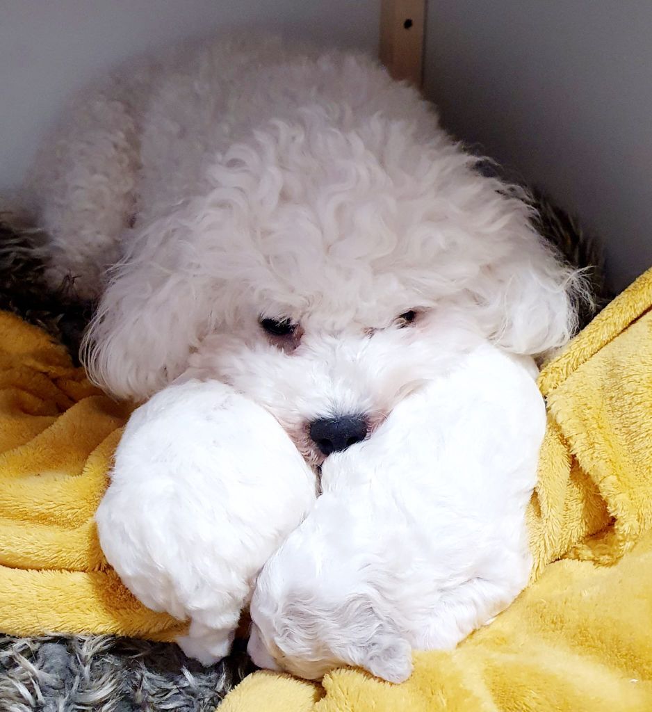 De L'Arche Royale D'Orion - Bichon Frise - Portée née le 08/01/2025